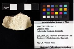 Foto (Objket + Etiketten) von Decapoda indet. 